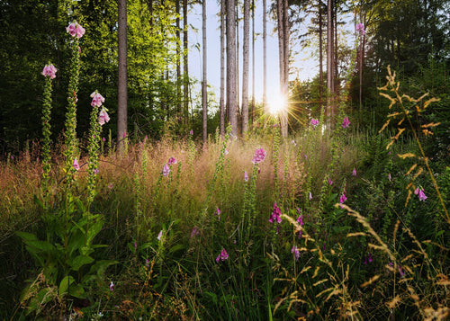 Komar Intisse Papier Peint X7 1005 Summer Glade | Yourdecoration.fr