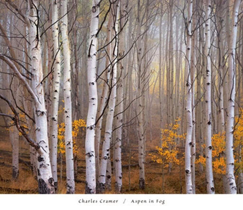 Charles Cramer  Aspen in Fog affiche art 76x66cm | Yourdecoration.fr
