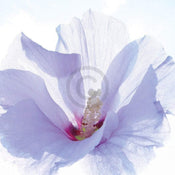 Ingrid Ulmer  Ballerina affiche art 50x50cm | Yourdecoration.fr