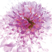 Ingrid Ulmer  Murano affiche art 50x50cm | Yourdecoration.fr