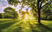 Komar Golden Moment Papier Peint Intissé 400x250cm 4 bandes | Yourdecoration.fr