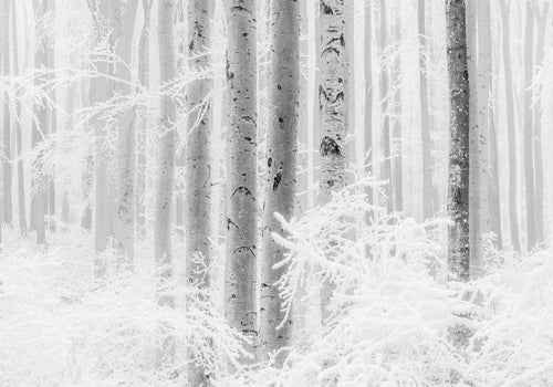 Komar Winter Wood Papier Peint Intissé 400x280cm 4 bandes | Yourdecoration.fr
