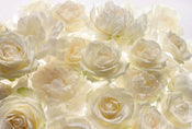 Komar Shalimar Papier Peint Intissé 368x248cm | Yourdecoration.fr