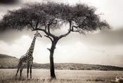Wizard+Genius Giraffe Safari Papier Peint Intissé 384x260cm 8 bandes | Yourdecoration.fr