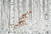 Wizard+Genius White Birch Forest Papier Peint Intissé 384x260cm 8 bandes | Yourdecoration.fr