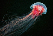 Wizard+Genius Jellyfish Papier Peint Intissé 384x260cm 8 bandes | Yourdecoration.fr