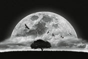 Wizard+Genius Moon and Birds Papier Peint Intissé 384x260cm 8 bandes | Yourdecoration.fr
