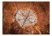 Papier Peint - The Soul of a Tree - Intissé