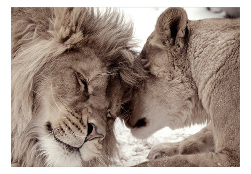 Papier Peint - Lion Tenderness Sepia - Intissé