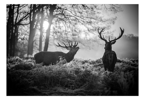 Papier Peint - Deers in the Morning - Intissé