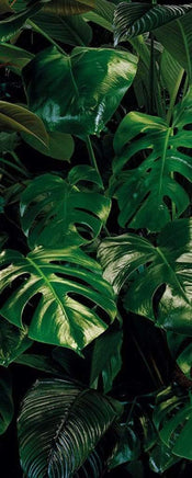 Komar Tropical Wall Papier Peint Intissé 100x250cm 1 bande | Yourdecoration.fr