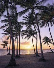 Komar Palmtrees on Beach Papier Peint Intissé 200x250cm 2 bandes | Yourdecoration.fr