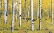 Komar Orange Forest Papier Peint Intissé 400x250cm 4 bandes | Yourdecoration.fr