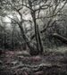 Komar Das Model Papier Peint Intissé 250x280cm 5 bandes | Yourdecoration.fr