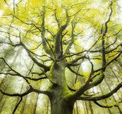 Komar Der Traumbaum Papier Peint Intissé 300x280cm 6 bandes | Yourdecoration.fr