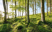 Komar Zauberhaftes Buchenspektakel Papier Peint Intissé 450x280cm 9 bandes | Yourdecoration.fr