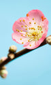 Komar Peach Blossom Papier Peint 150x250cm 3 bandes | Yourdecoration.fr
